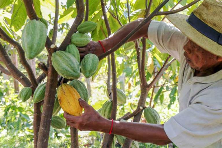 The Bountiful World of Cambodian Cocoa Cultivation