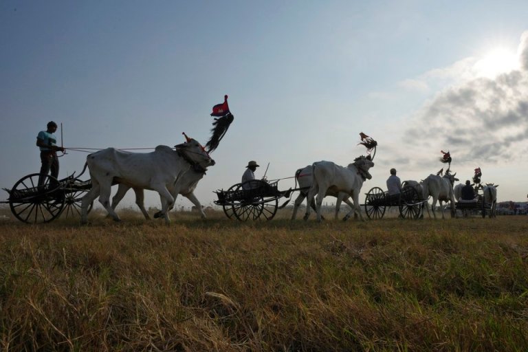 Oxcart Races