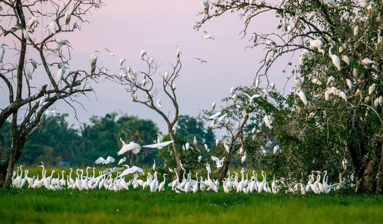 Boeng Preah Ponlei Bird Sanctuary and the Rise of Ecotourism