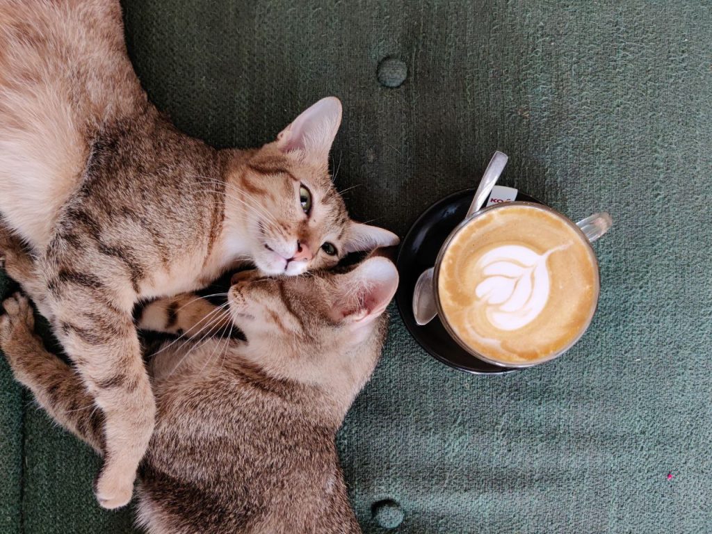 Cat Cafe