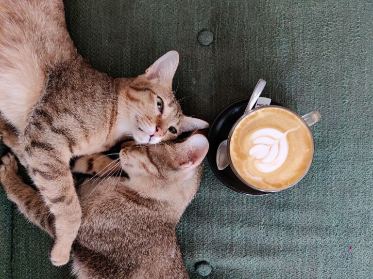 Cat Cafe