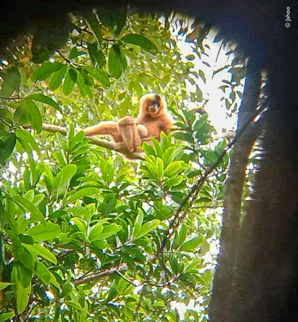 Rare Yellow-Cheeked Crested Gibbon Born in Mondulkiri