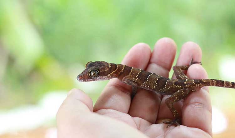 Biodiversity