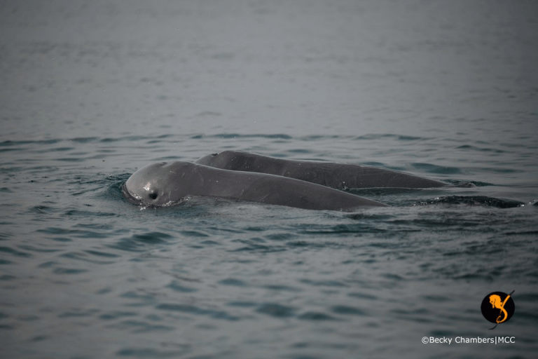 From Intern to Dolphin Guardian