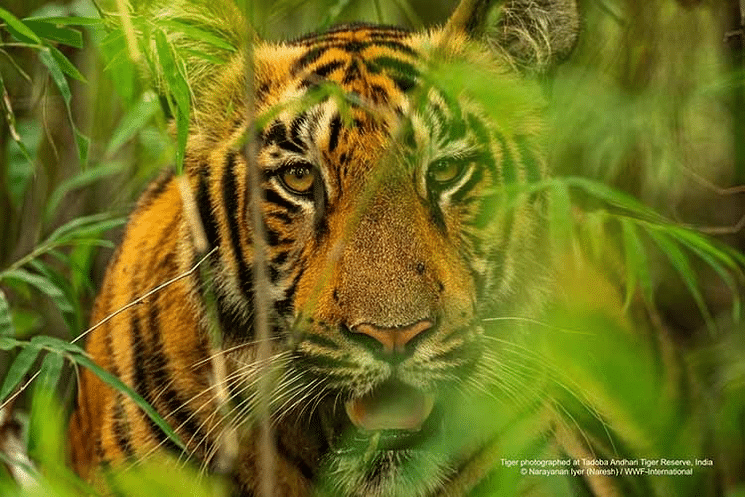 Reintroducing Tigers